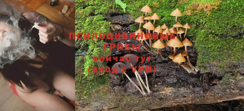 Галлюциногенные грибы Magic Shrooms  Кондопога 